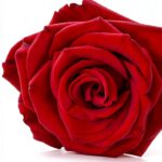 Pavo Monitor Arm Ergonomic Aluminum Adjustable Desk Mount-0