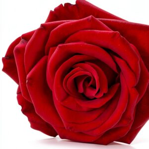 Pavo Monitor Arm Ergonomic Aluminum Adjustable Desk Mount-0