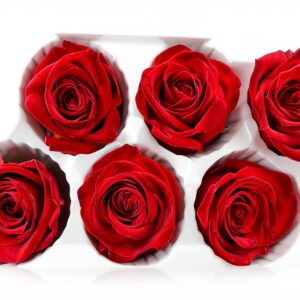 Bodhi2000 Rose préservée rouge carmin cadeau Saint-Valentin-0