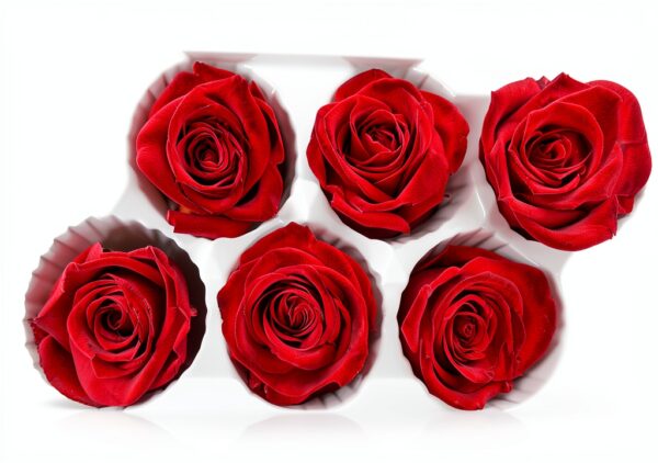 Bodhi2000 Rose préservée rouge carmin cadeau Saint-Valentin-0