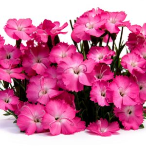 Graines Dianthus deltoides Rosea vivace tapissante jardin-0