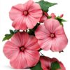 Graines Pavot Fleurs Roses Jardin Facile Entretien-0