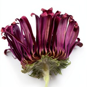 Livre numérique Kindle anglais confort lecture illimité-0