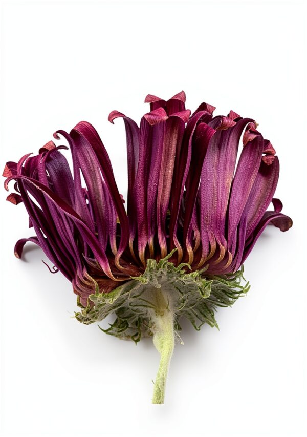 Livre numérique Kindle anglais confort lecture illimité-0